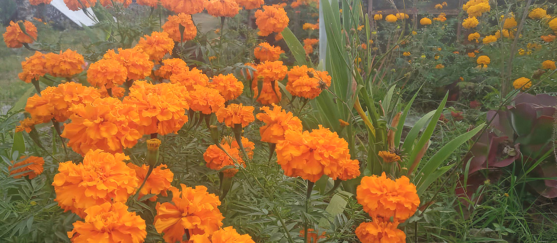 Biological Pest Control | Butterfly Watch